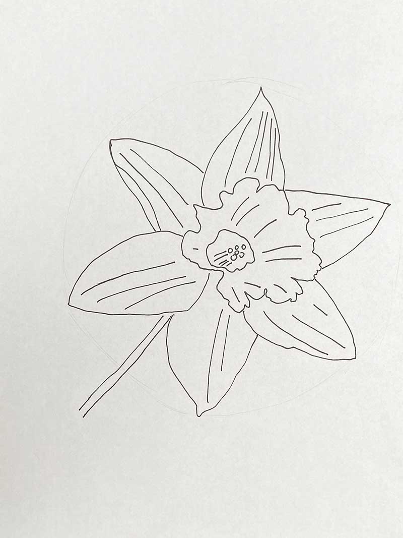 final drawing in pencil of side on daffodil
