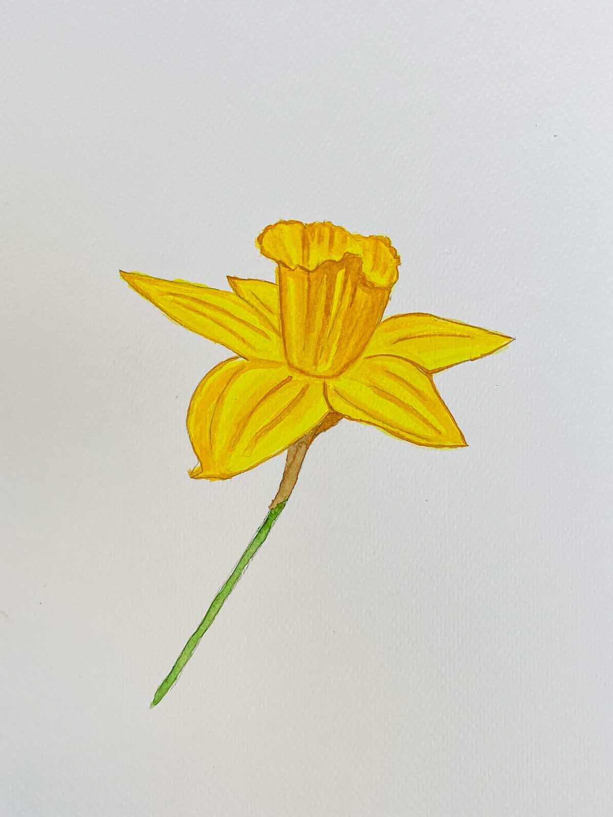 painted daffodil side on