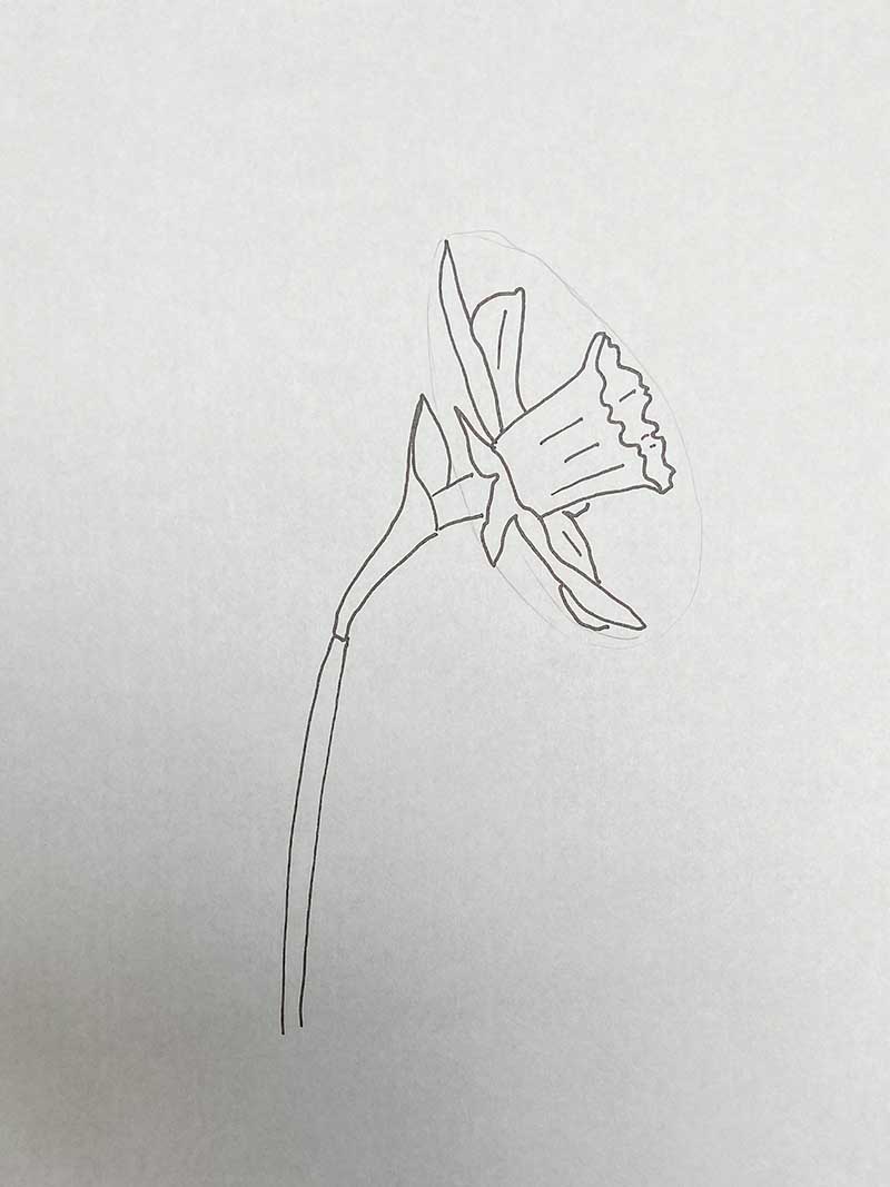drawing daffodil side on step 3