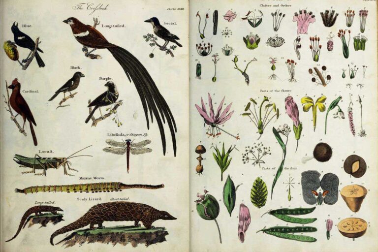 vintage nature posters
