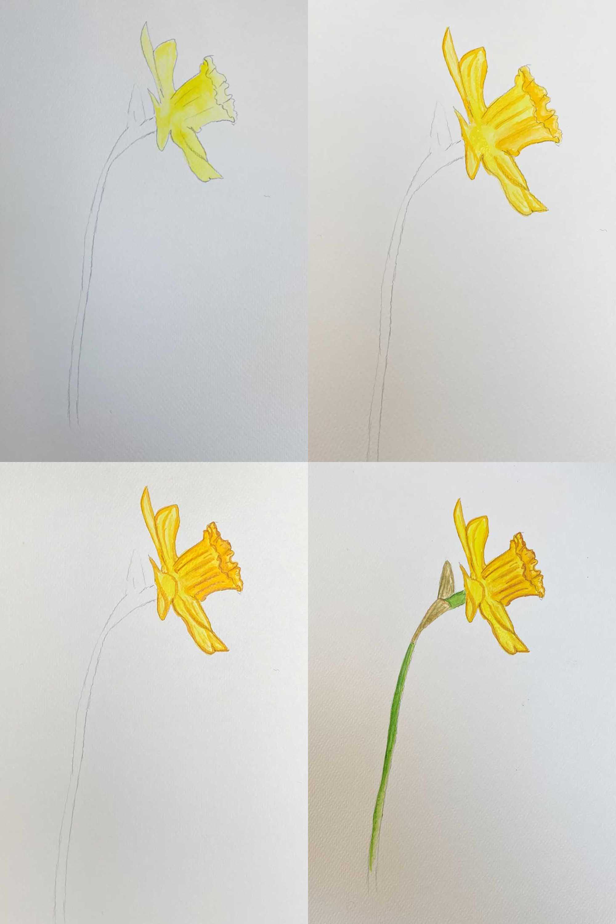 How to paint a daffodil side on watercolours