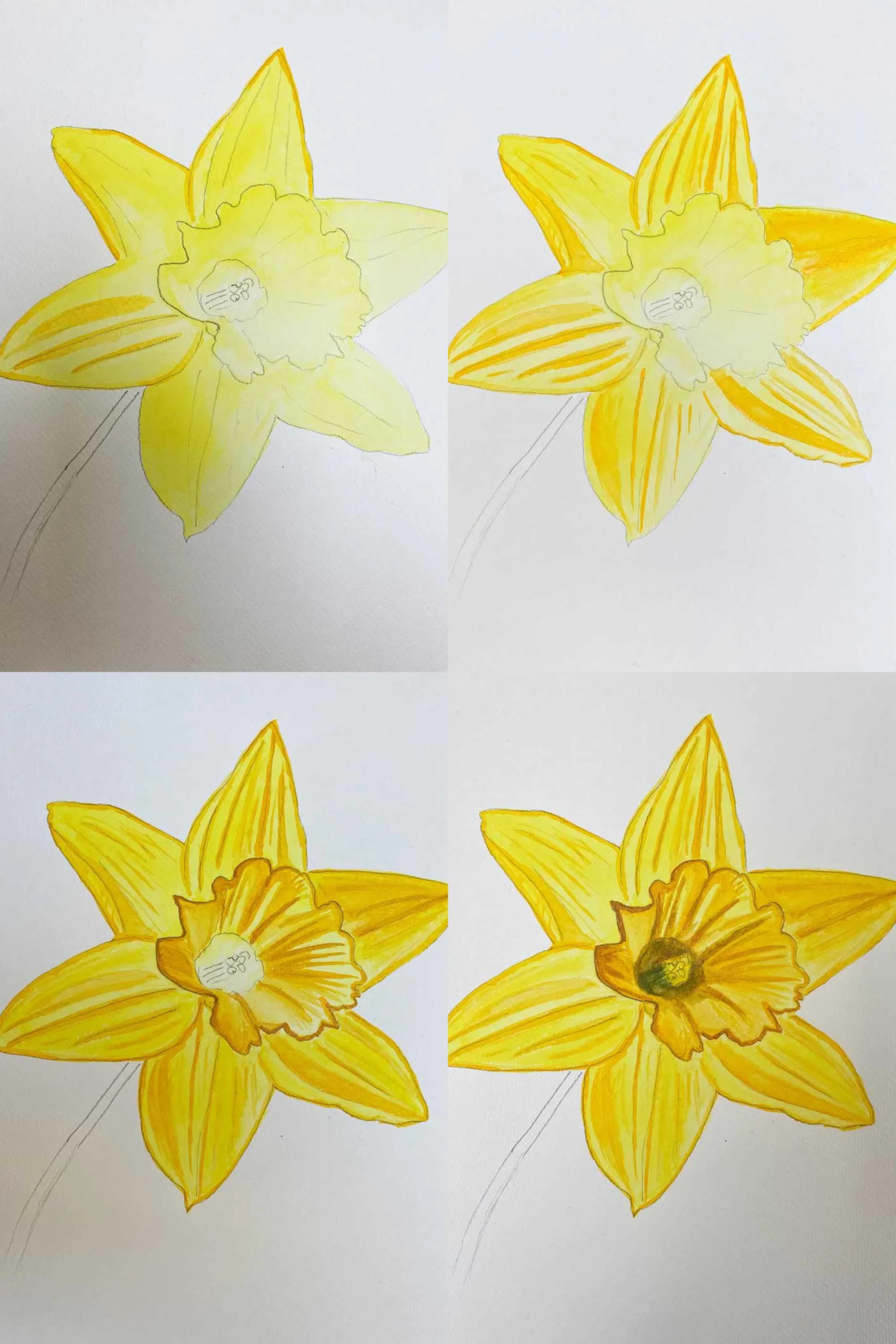 painting a daffodil flower step by step with watercolour paing