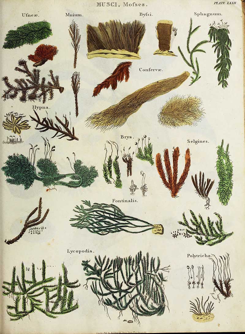 Natural history print mosses