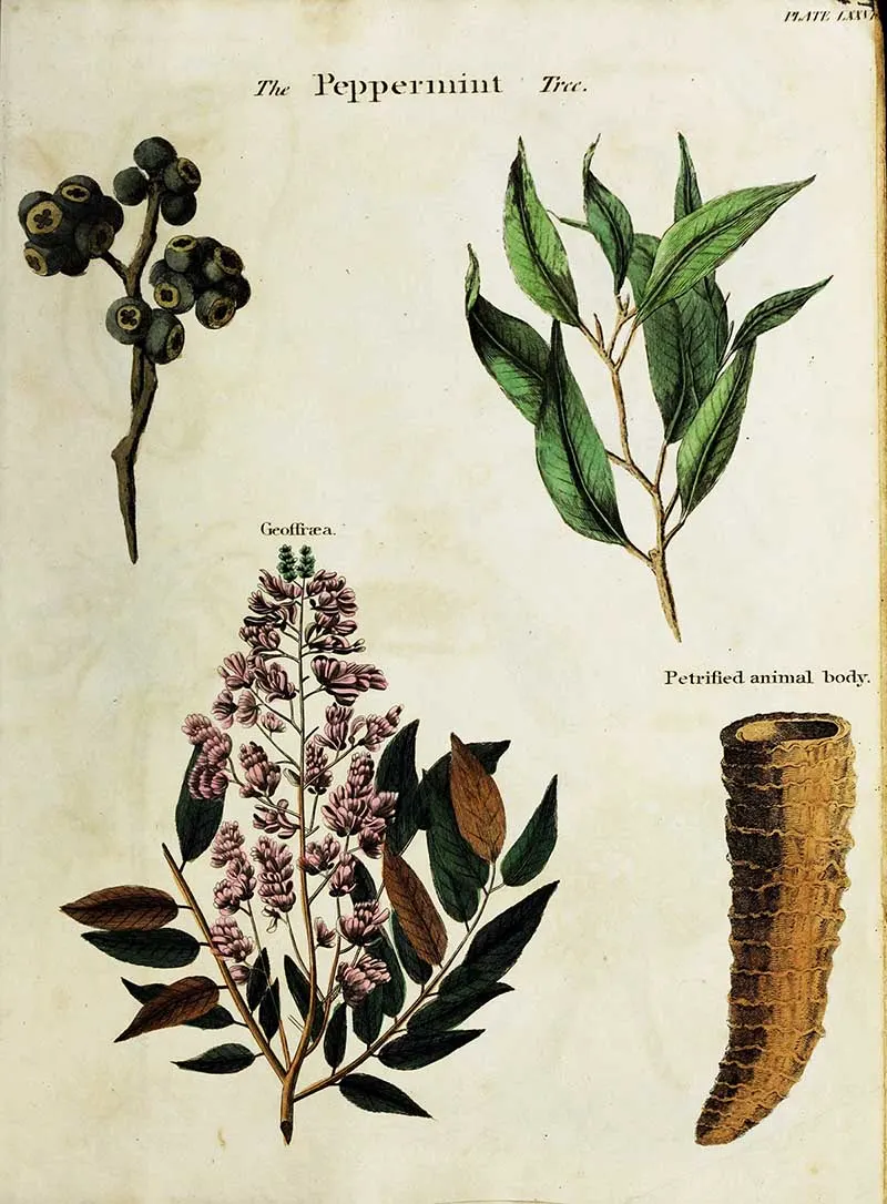 The Peppermint tree poster from the History of the Earth and animated Nature