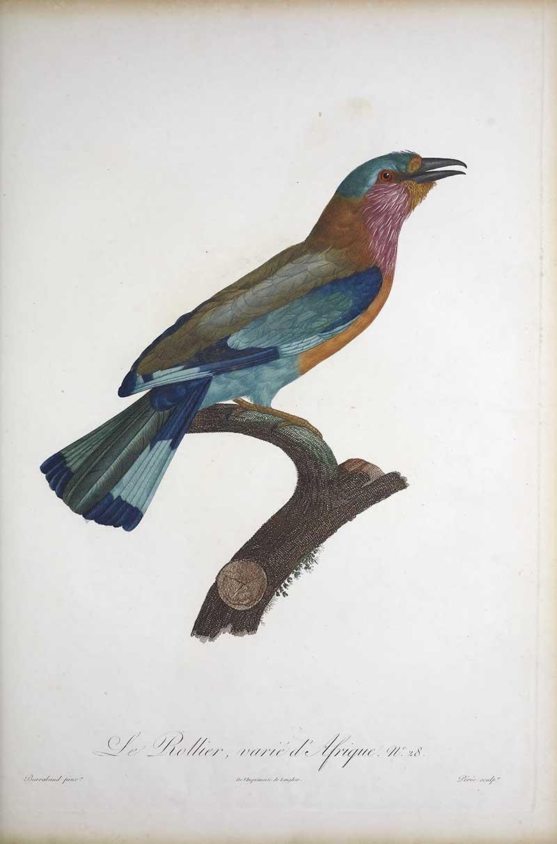 African variety of roller perched on a branch exotic bird painting by Francois LeVaillant
