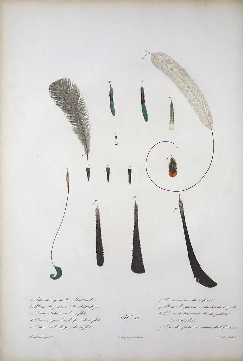 Vintage illustration of Birds of Paradise feathers and plumage
