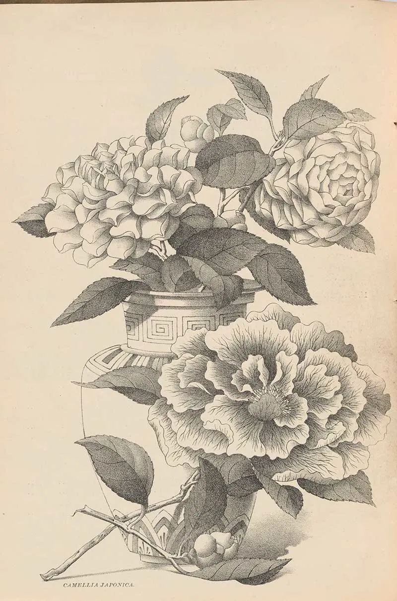 Japanese Camellia