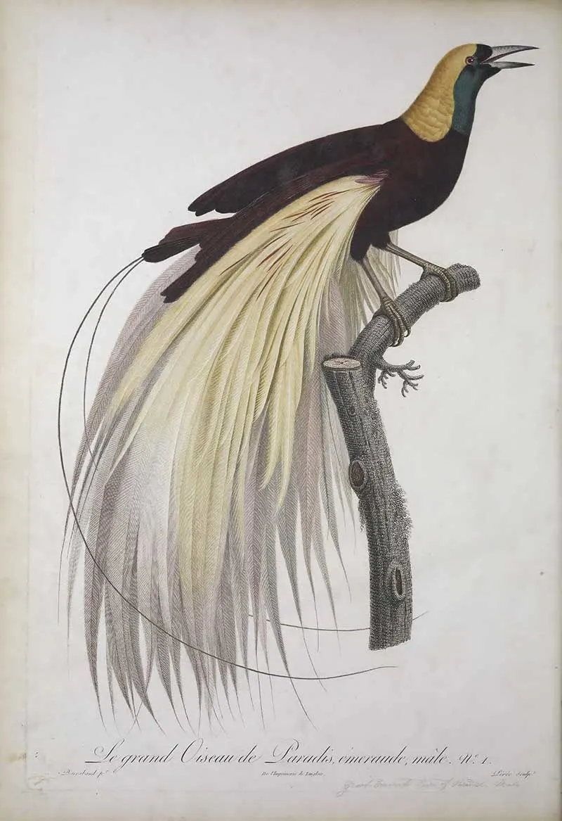 Emperor Bird of Paradise exotic bird print by Francios LeVaillant