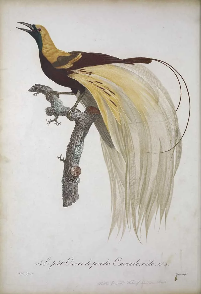 Little Emeral bird of Paradise by Francios Le Vaillant