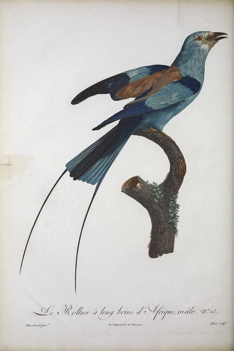 Exotic birds art Long stranded African roller by Francois Le Vaillant