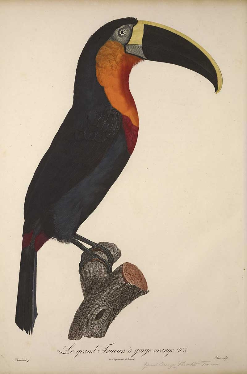 François Le Vaillant’s exotic bird art orange throated toucan