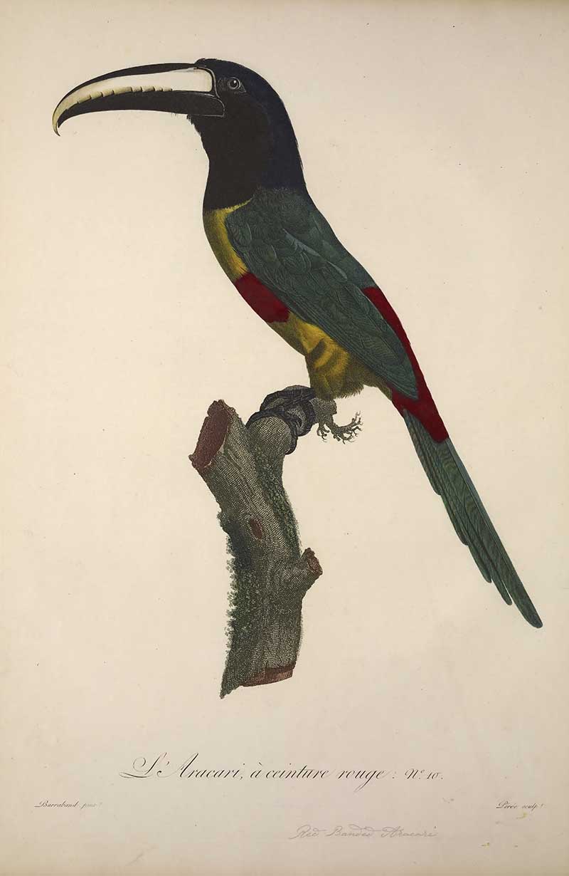 Red belt aracari' exotic bird art by Francois Le Vaillant