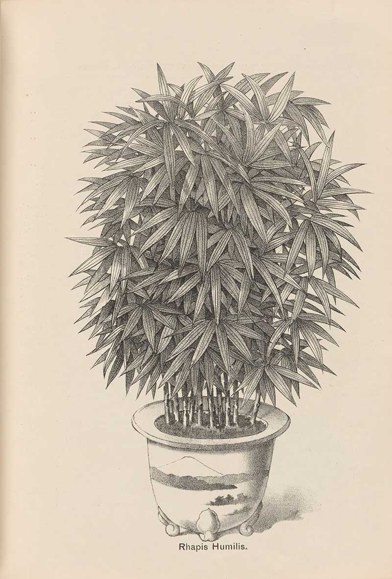 Black and white illustration of a slender lady palm in a pot