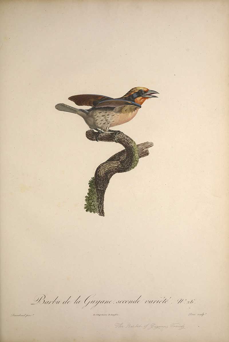 second Guyana Barbet exotic bird painting by Francois Le Vaillant