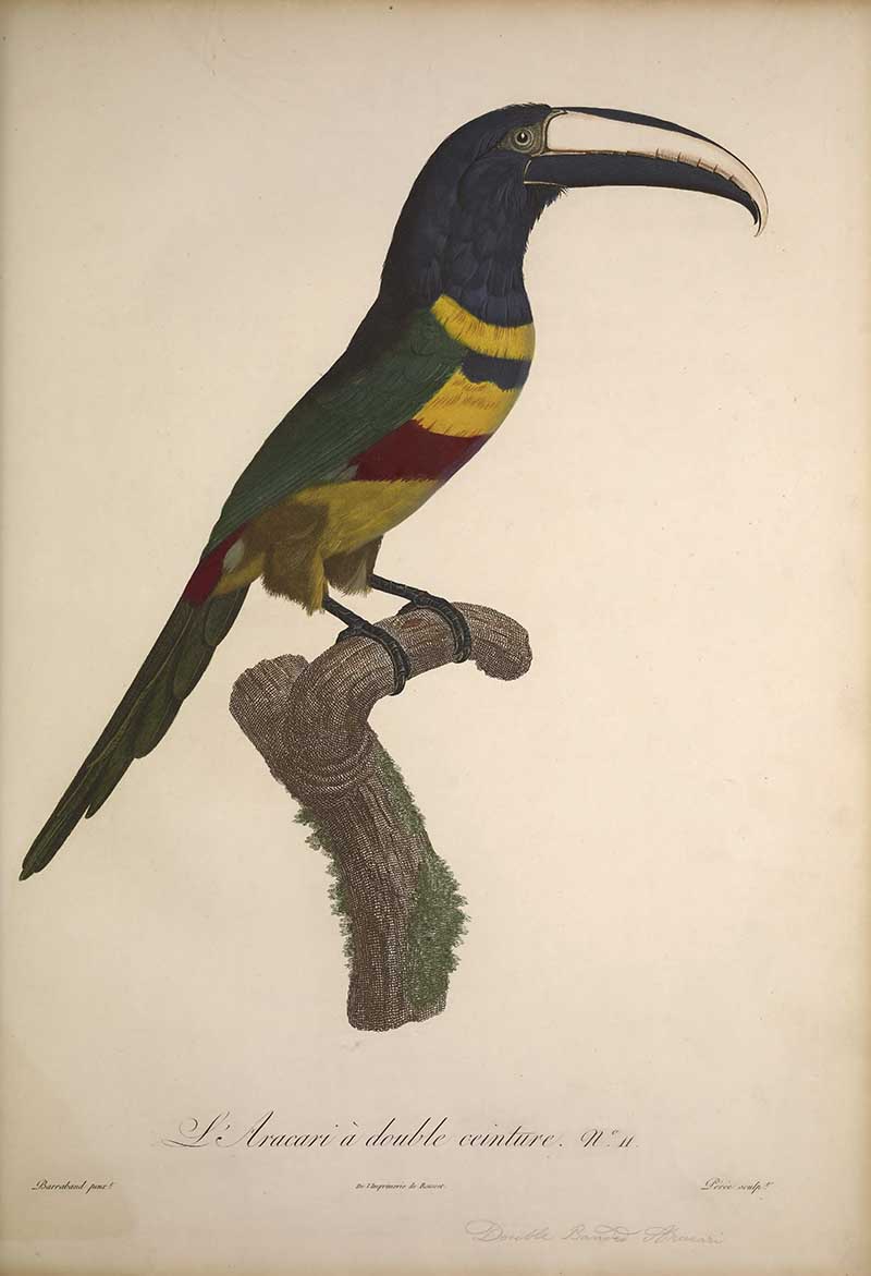 the double belt aracari by Francios Le Vaillant exotic bird painting