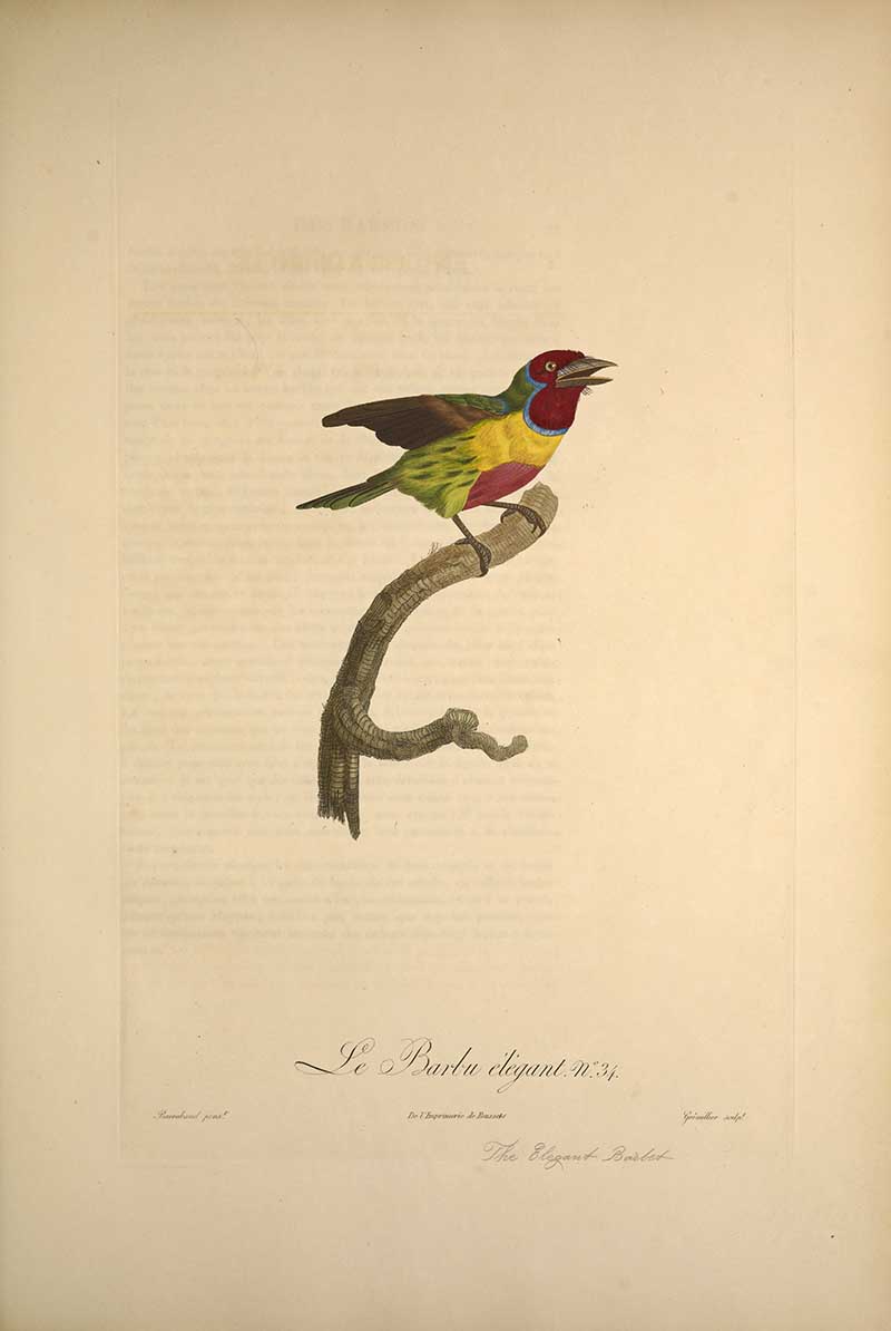 Exotic bird painting of an Elegant barbet by Francios Le Vaillant