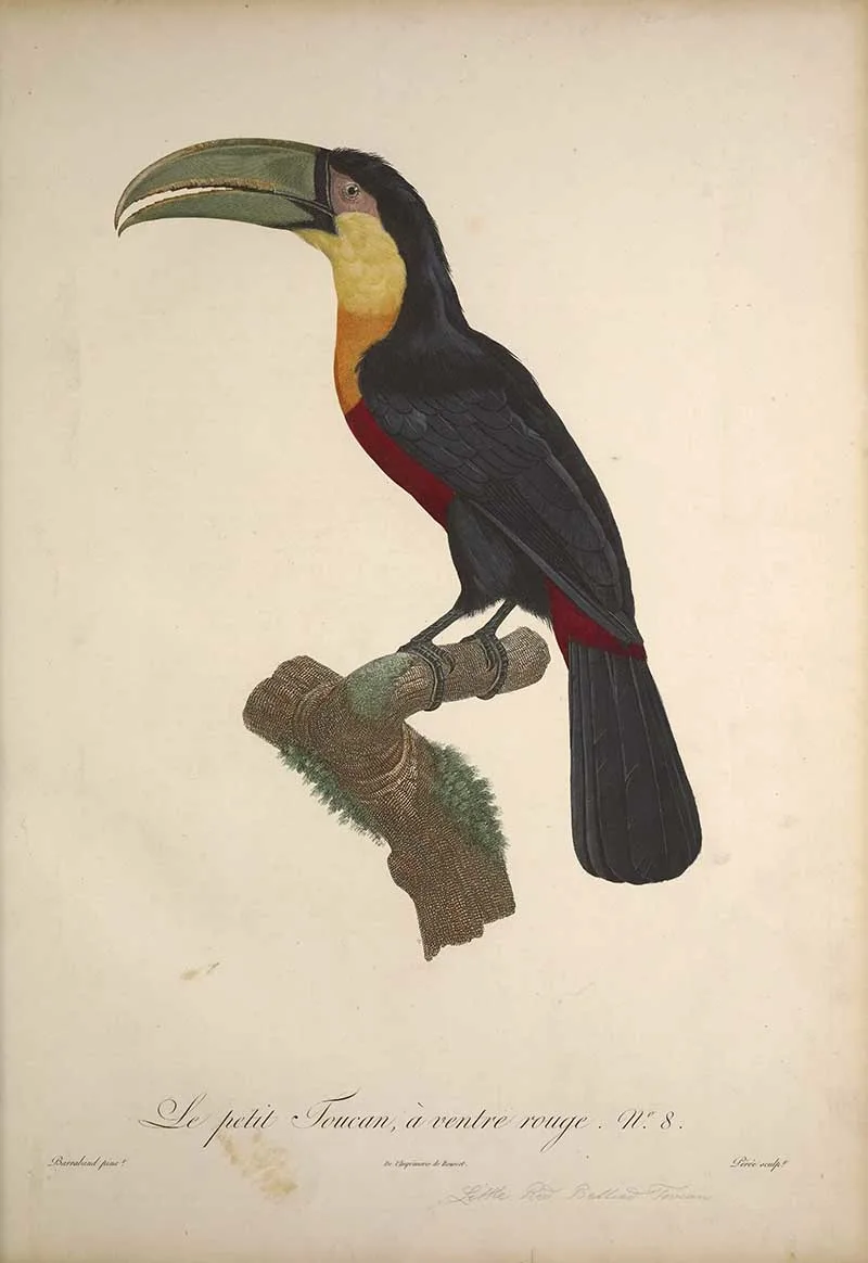 François Le Vaillant’s little red bellied toucan exotic bird painting