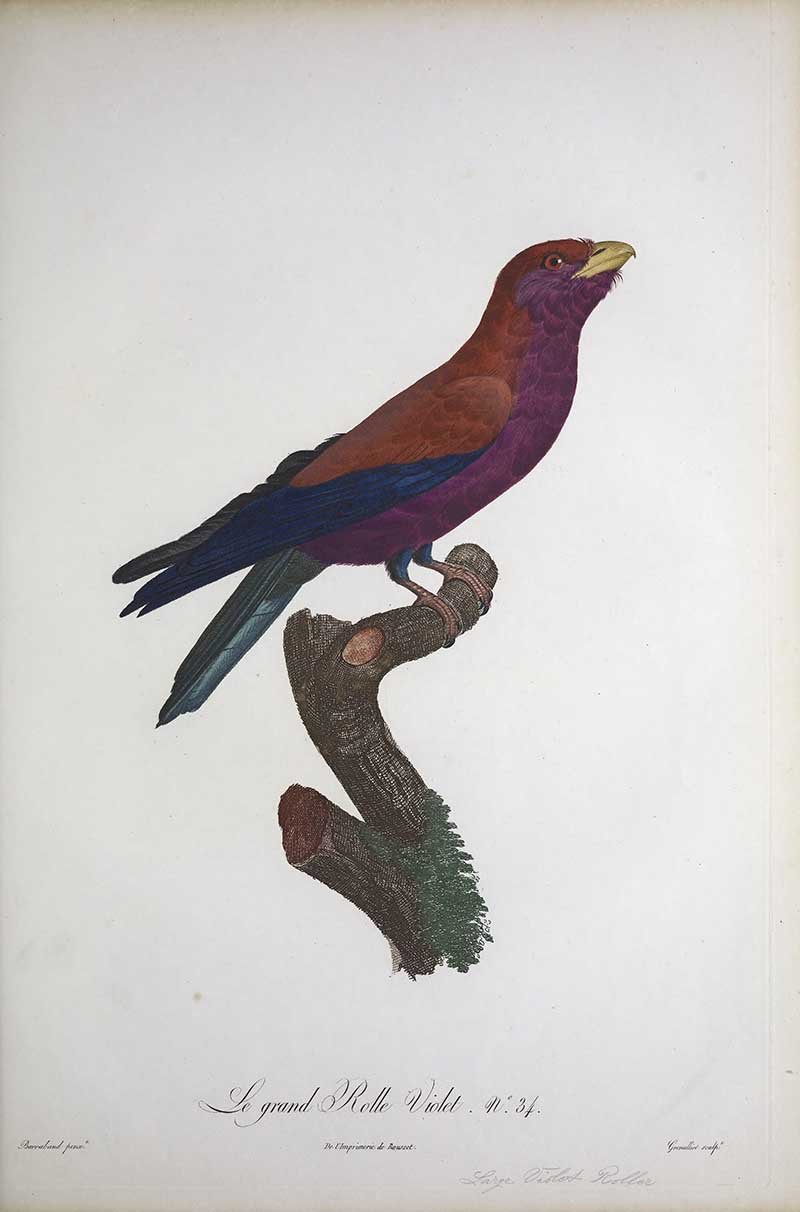 The purple roller on a perch by Le Vaillant