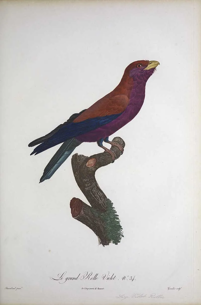 The purple roller on a perch by Le Vaillant