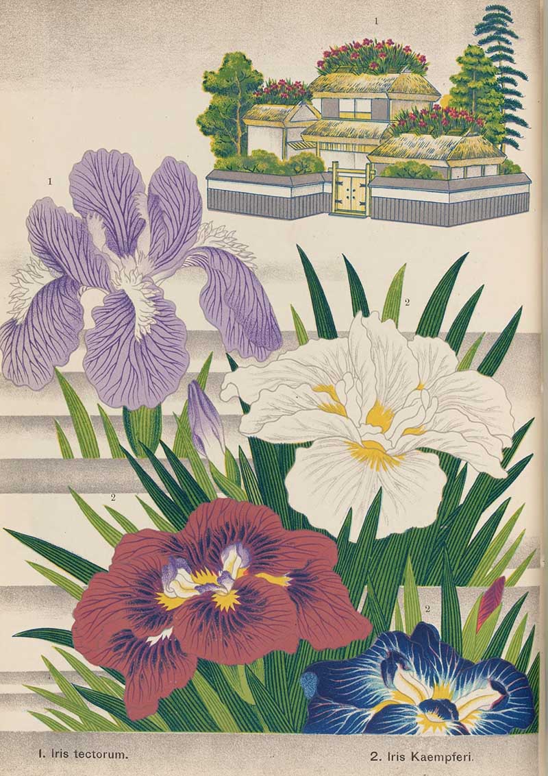 four iris flowers in violet, red, white and blue and a japanese greenhouse