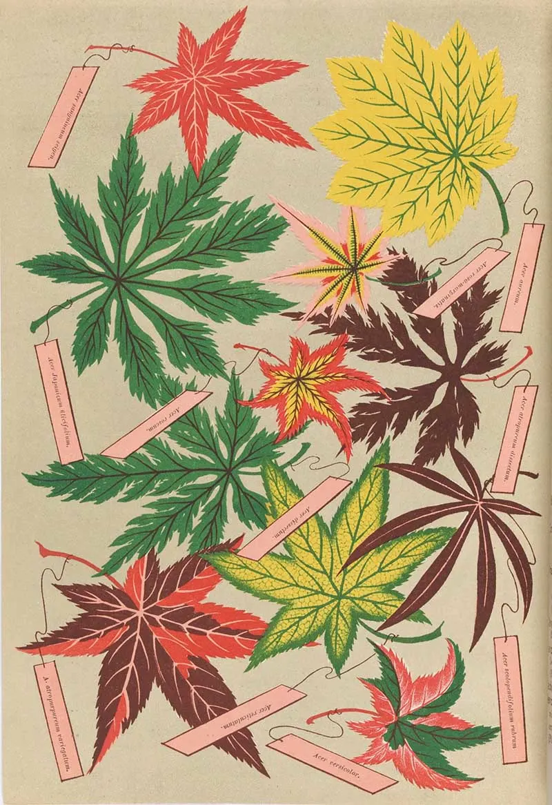 10 different varieties of maple leaves in red, yellow orange and red. From the Yokohoma Nursery Catalogue