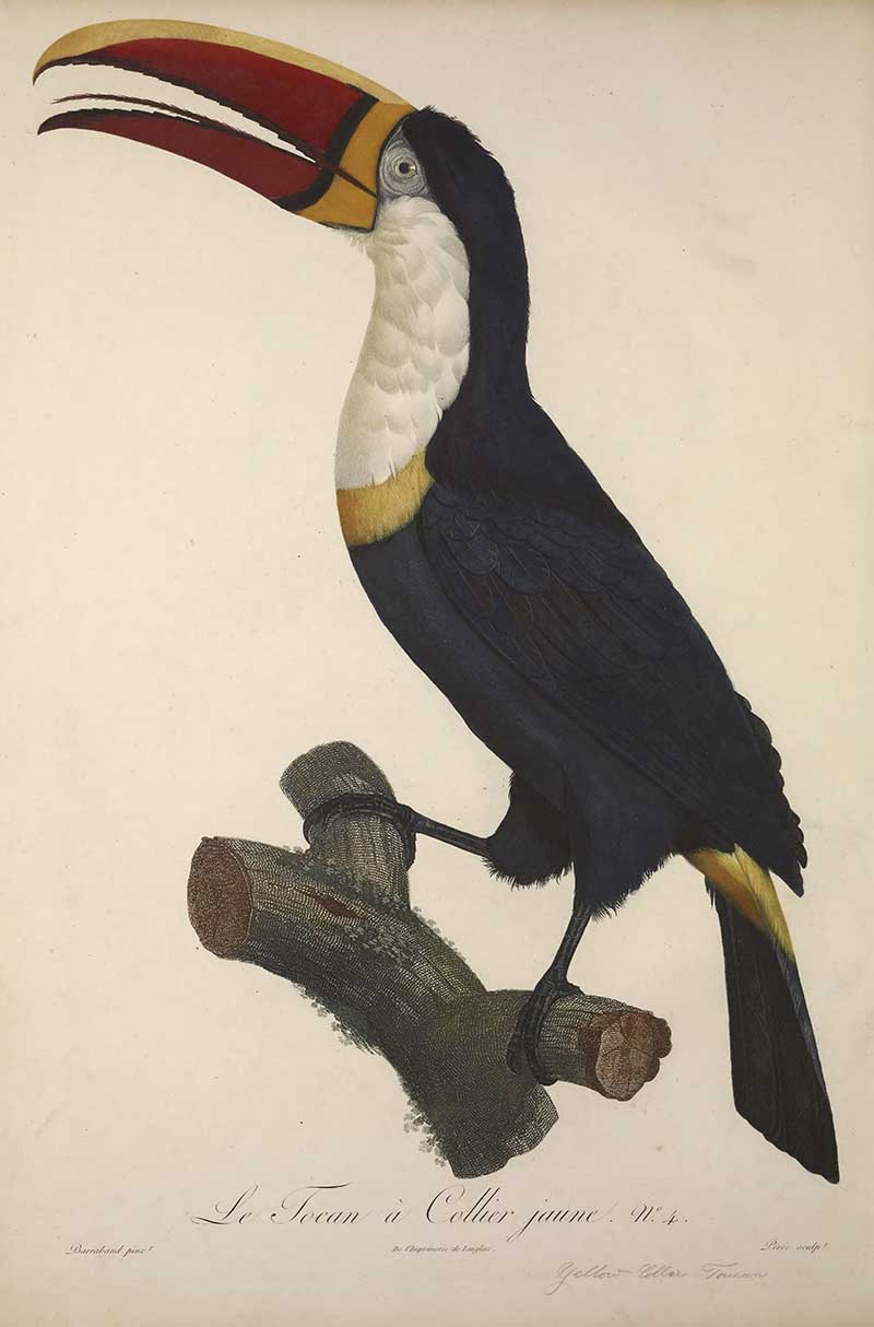 Yellow collared Toucan exotic bird art François  Le Vaillant