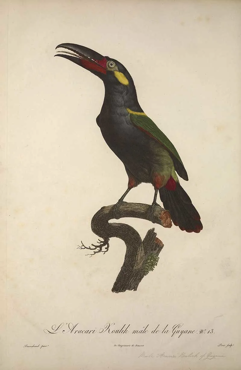 François Le Vaillant Bird Prints of an aracari toucan from Guyana