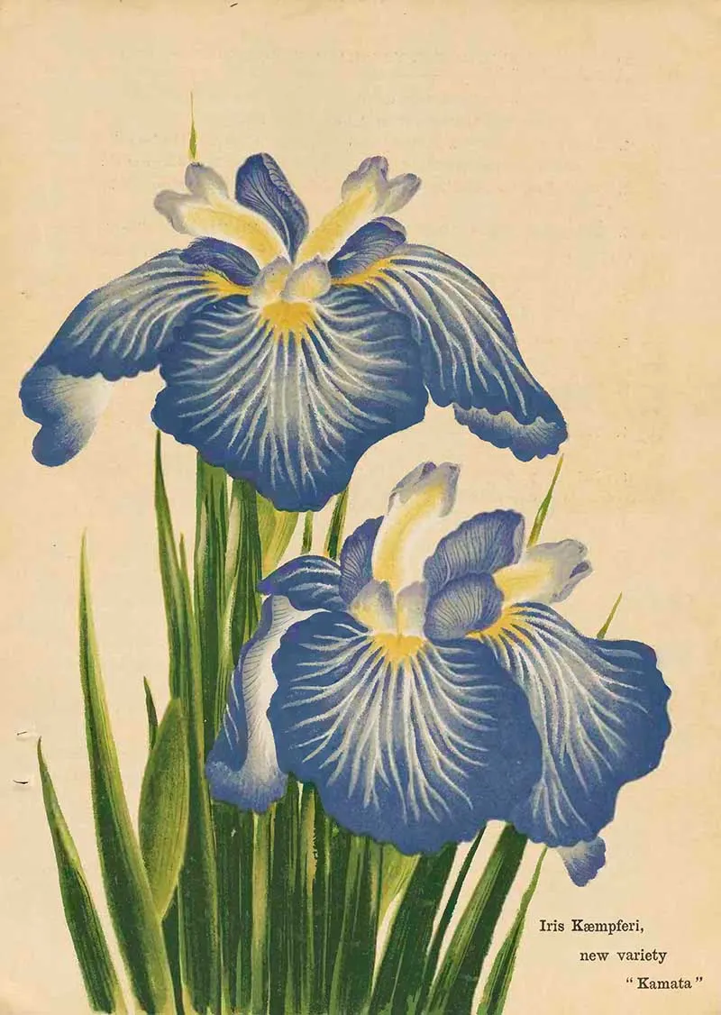 painting of 2 blue iris flowers from a garden catalogue