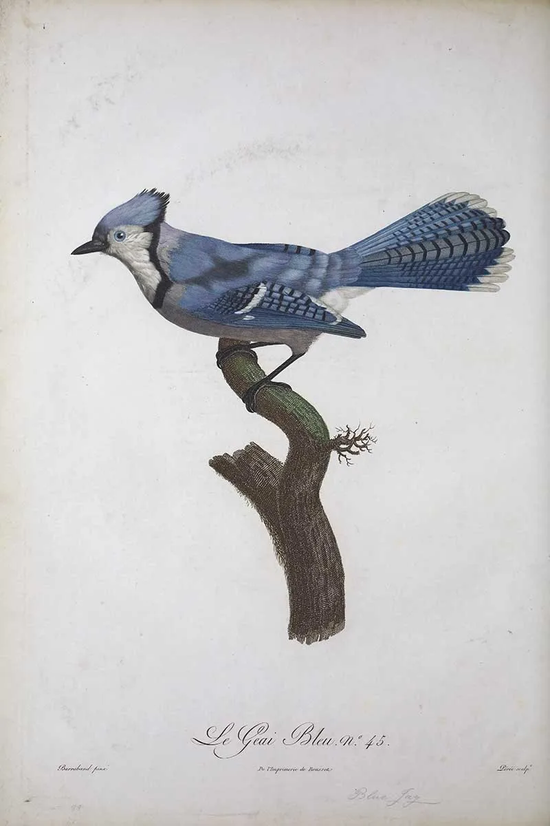 Blue Jay on a perch painted by Francois Le Vaillant