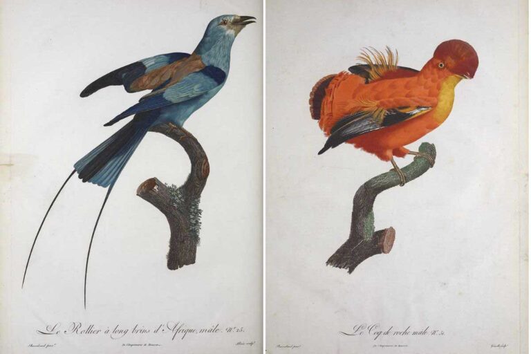 LeVaillant painting for a roller and a cock-the-rock for feature image