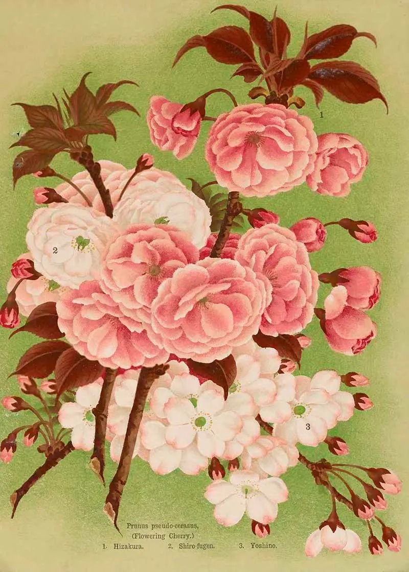 Three varieties of cherry blossom garden catalogue paintings