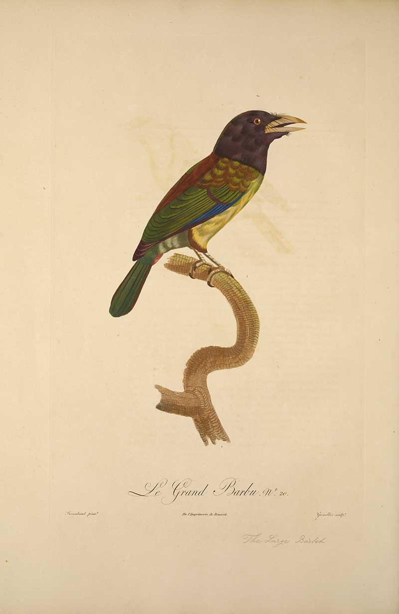 great barbet Francios Le Vaillant exotic bird art