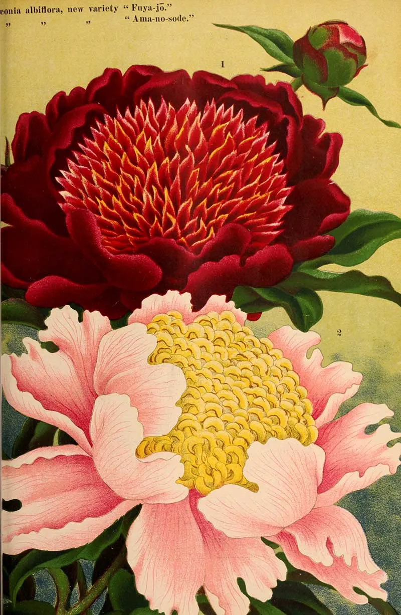 Herbaceous Peonies Yokohama Nursery catalogue