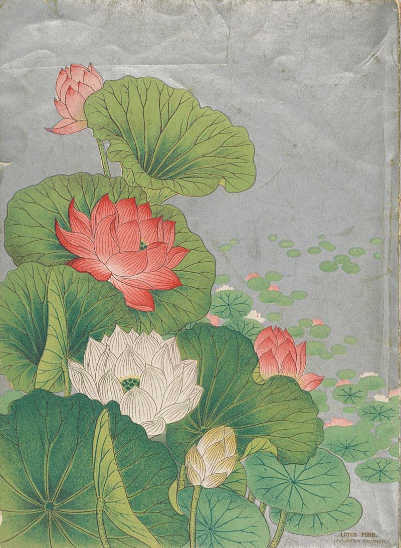 red and white lotus flowers in a pond painting
