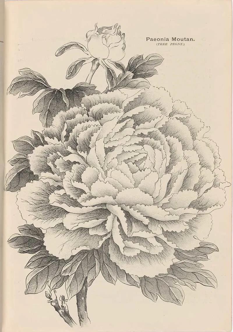 Tree Peony black and white garden catalogue illustration