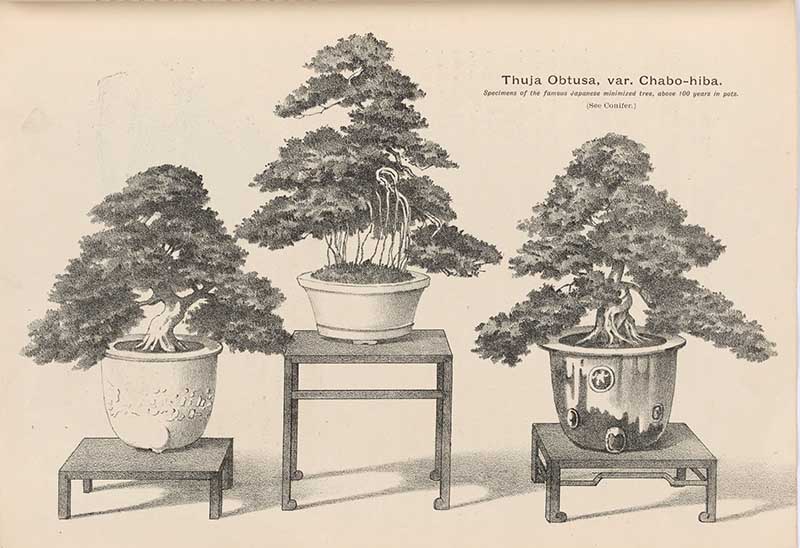 Three potted bonsai trees a black and white illustration from a garden catalogue