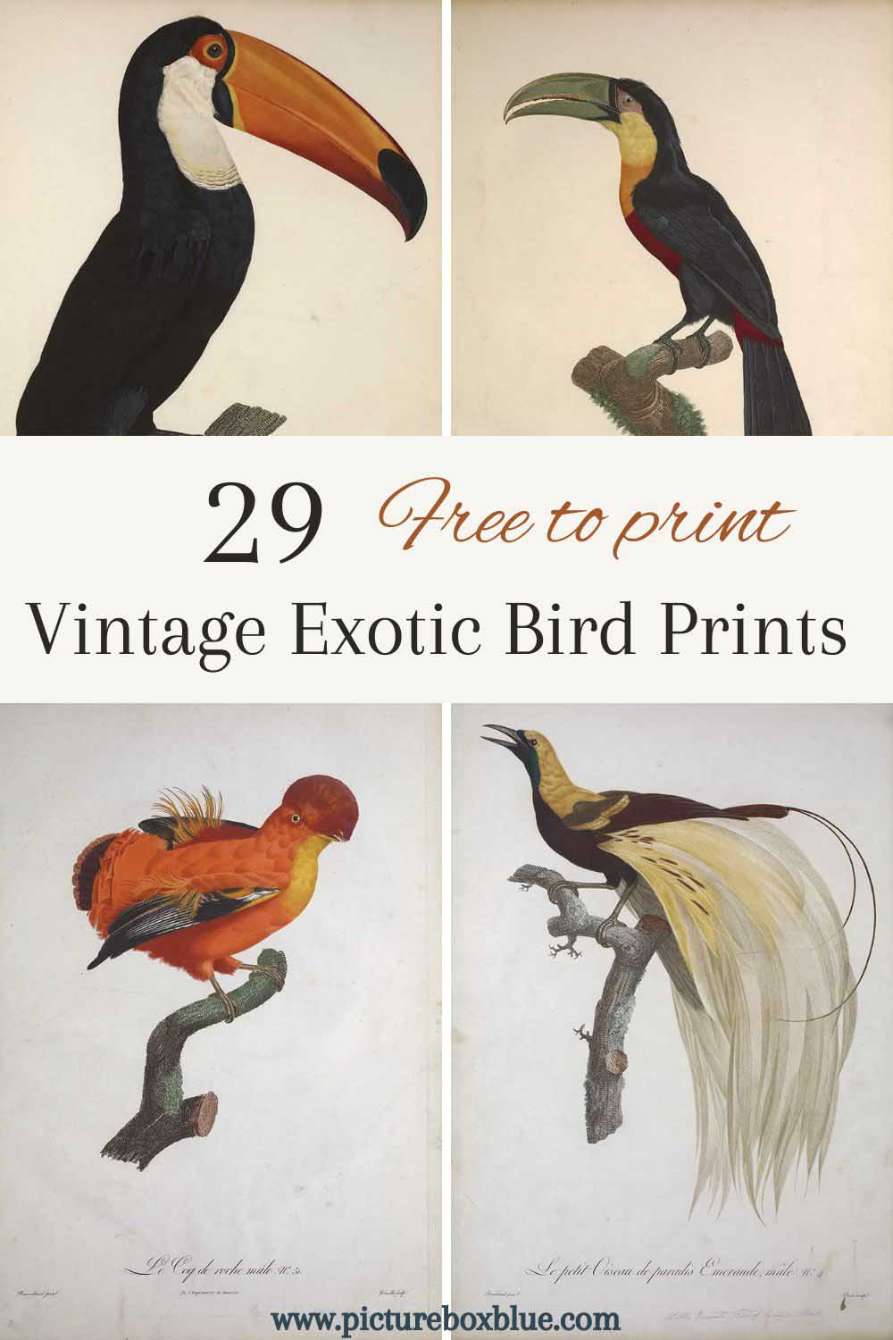 four exotic bird paintings by Le Vaillant for a pin image includes a toucan and bird of paradise