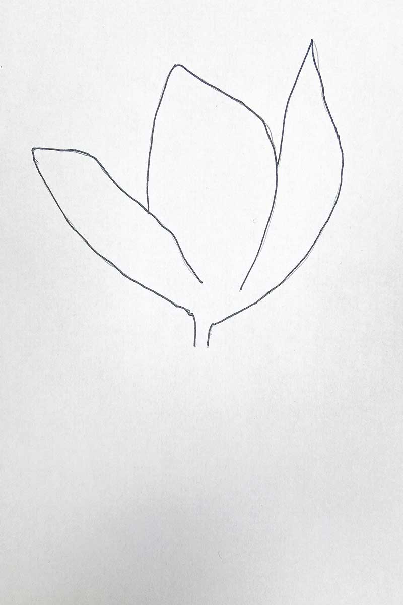 Drawing the side petals of the tulip in pencil outline