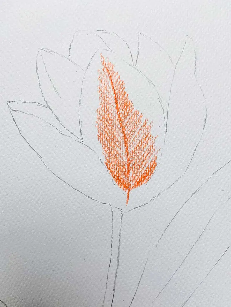 how to draw a tulip adding orange to petals
