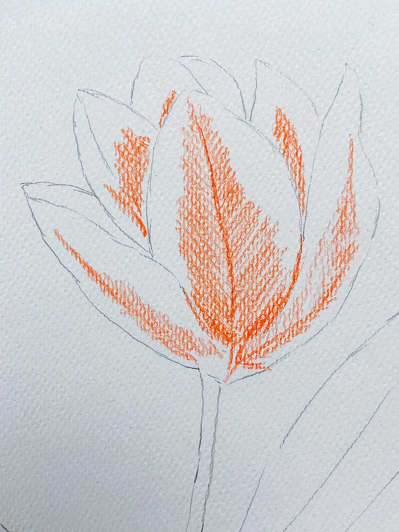 how to draw tulips step 5 adding watercolour