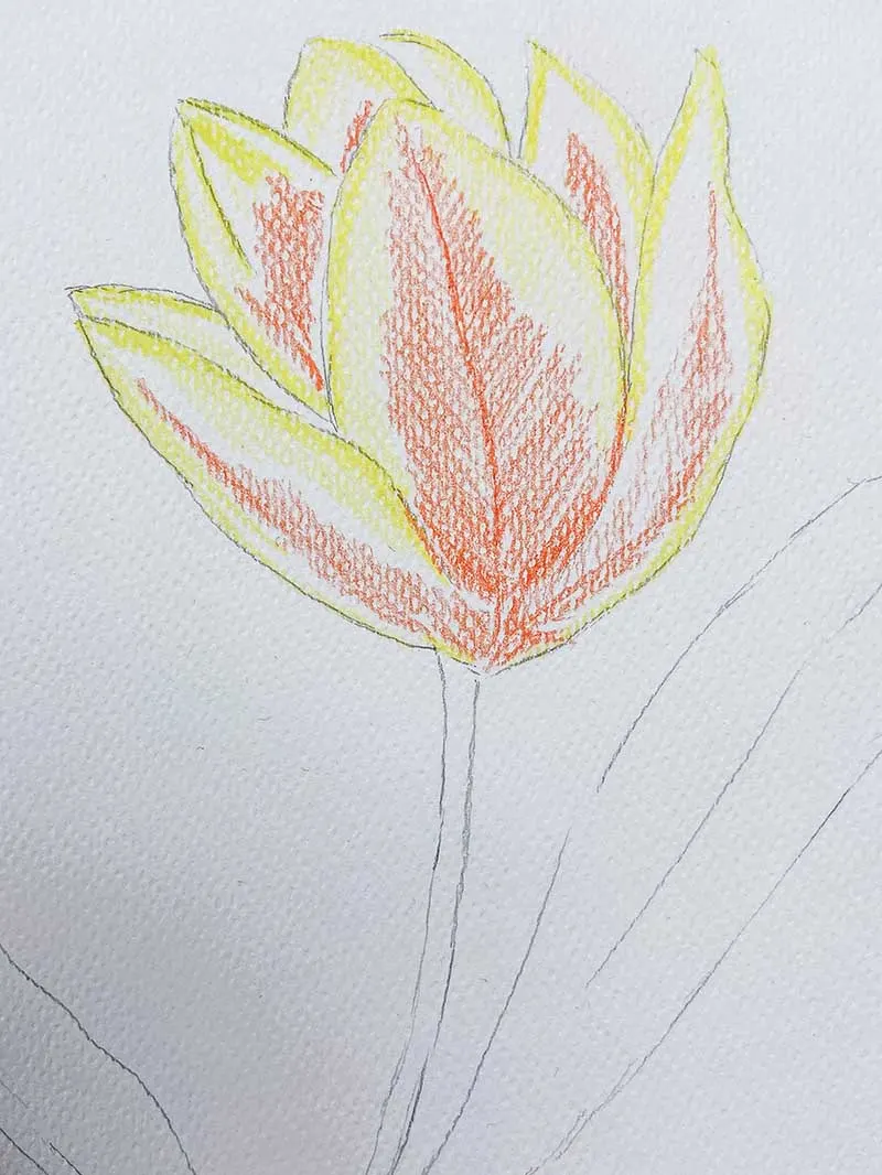 how to draw tulips adding watercolour with pencils to the petals