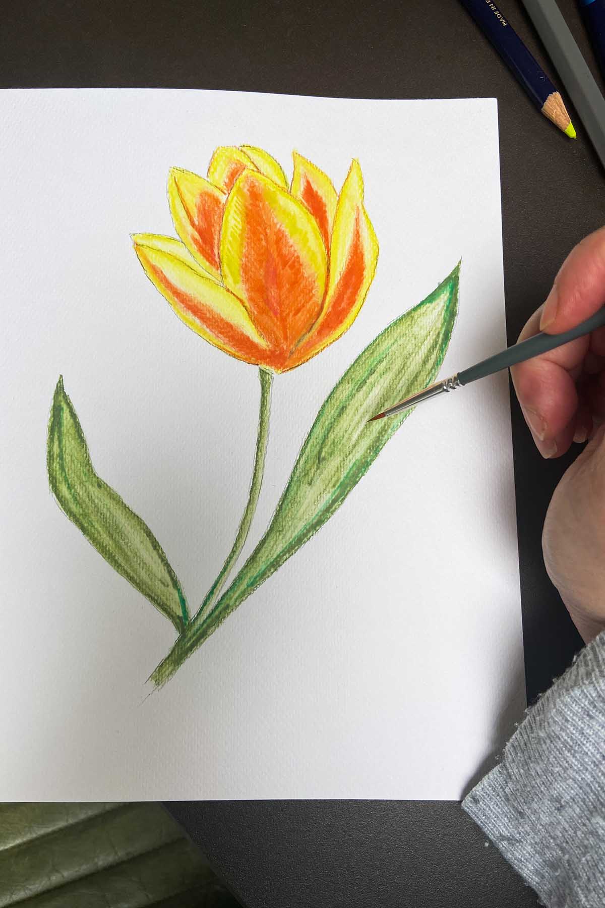 how to draw and watercolour tulips adding water to blend paint on leaves