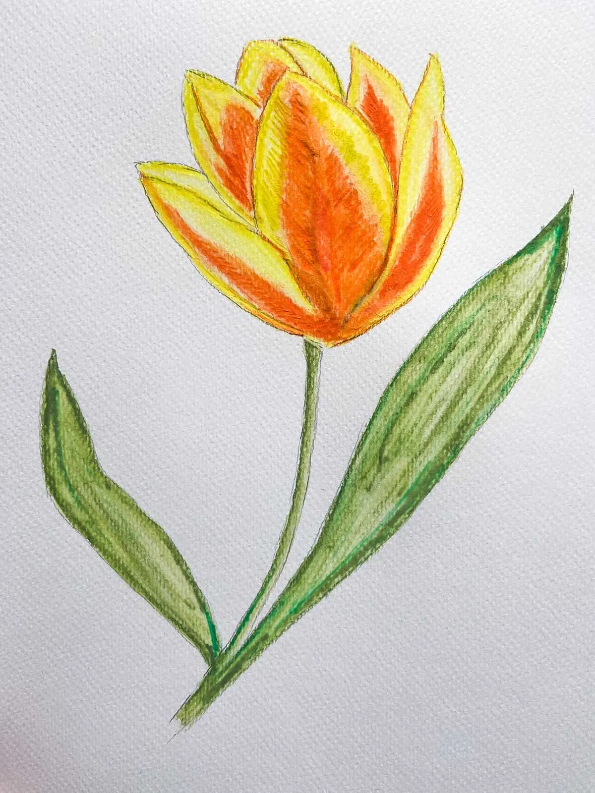 finished orange and yellow drawn tulip from tutorial