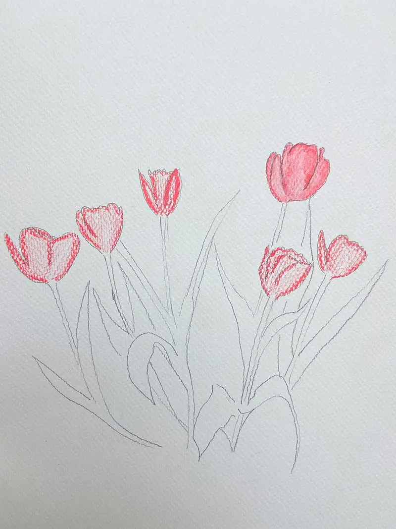 drawing tulips with watercolour pencils