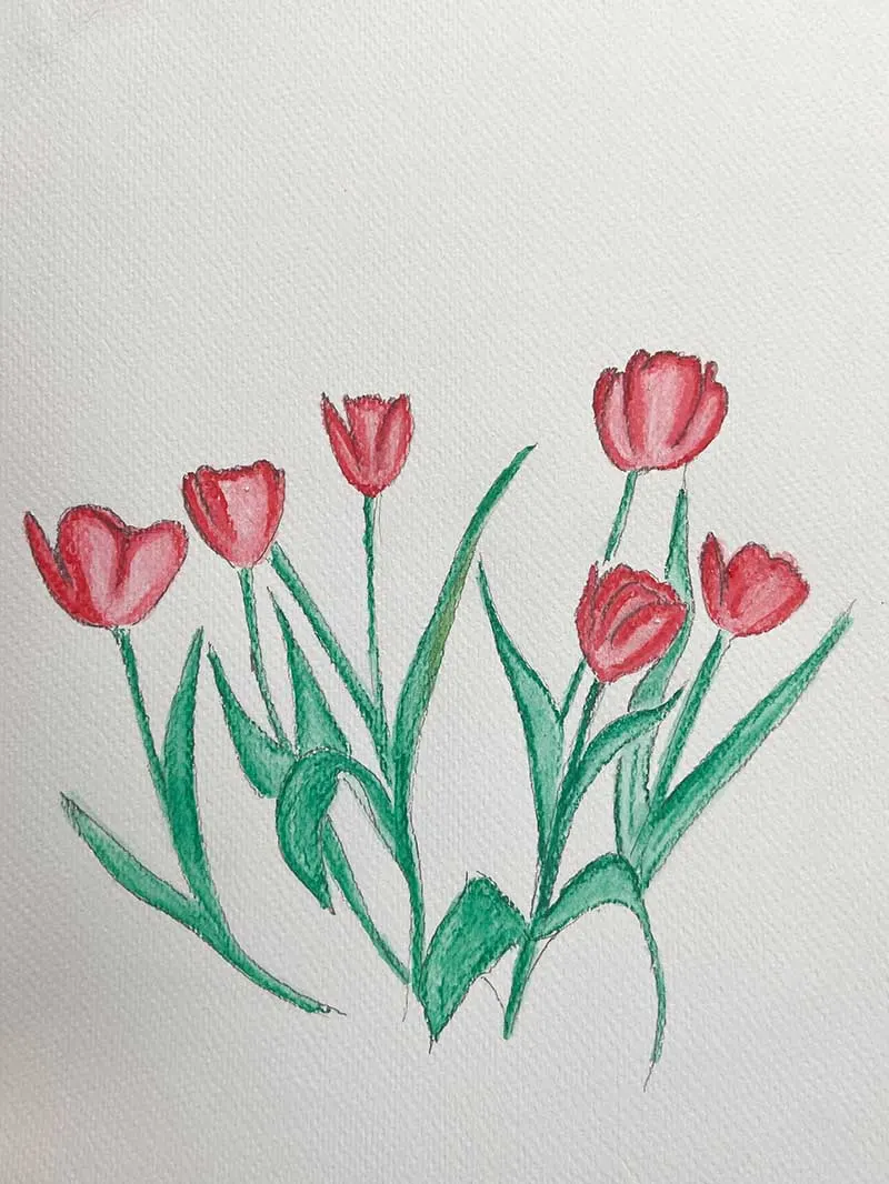 watercolour drawing of red tulips