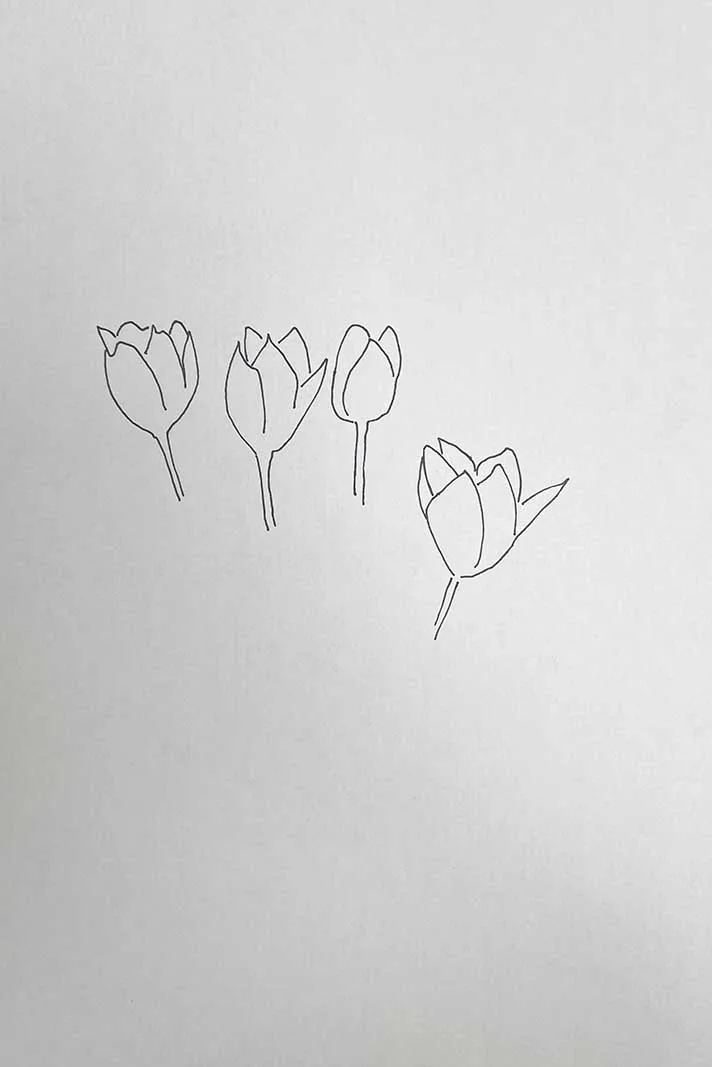 How to draw tulip "quebec" pencil outline of flower heads