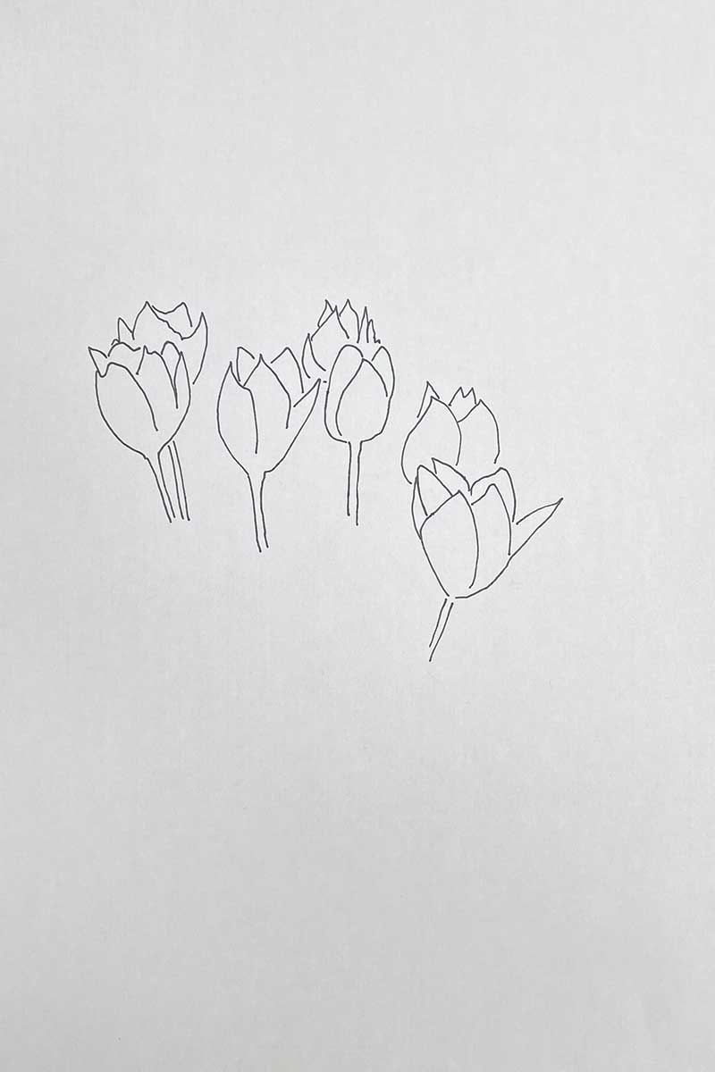 Pencil outlines of tulips