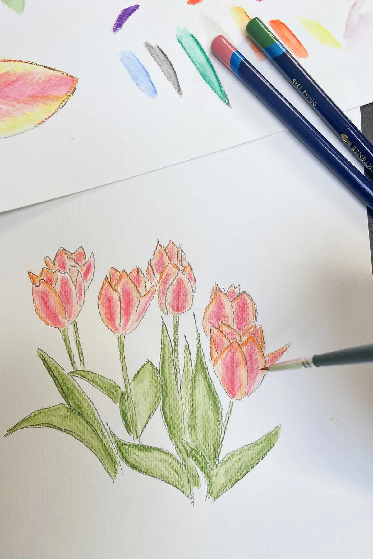 blending watercolour pencil on drawing of tulips
