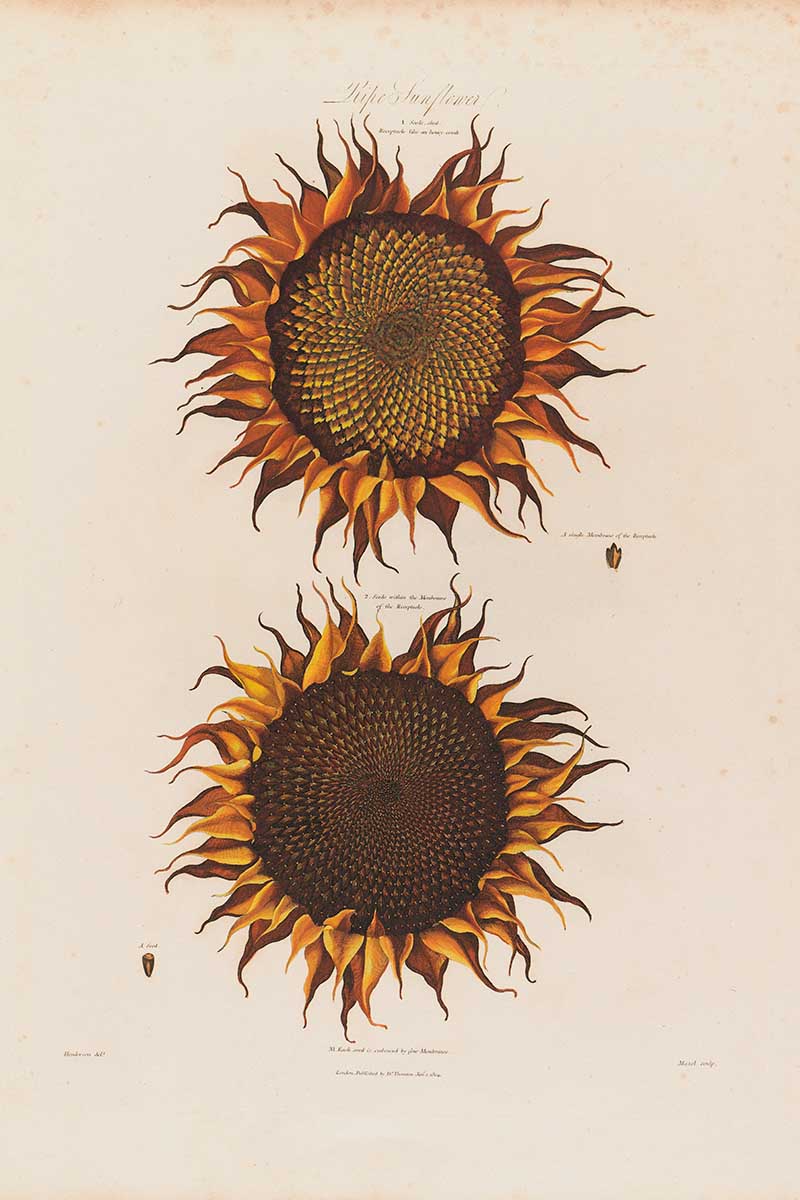 Anotomy of Sunflower Robet John Thorton