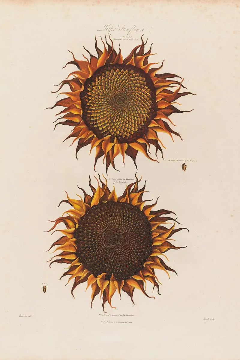 Anotomy of Sunflower Robet John Thorton